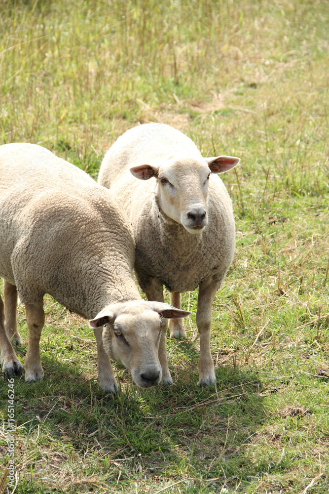 zwei Schafe