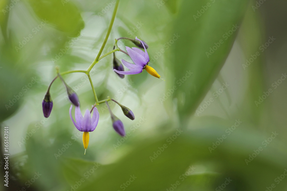 Solanum dulcamara, also known as bittersweet, bittersweet nightshade