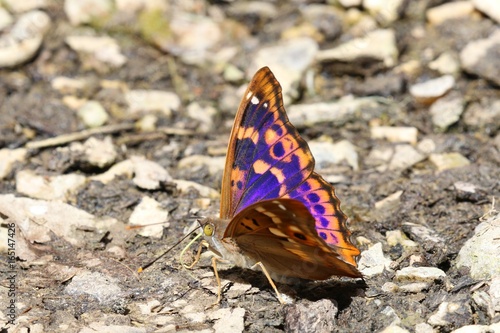 Le petit Mars changeant en Touraine