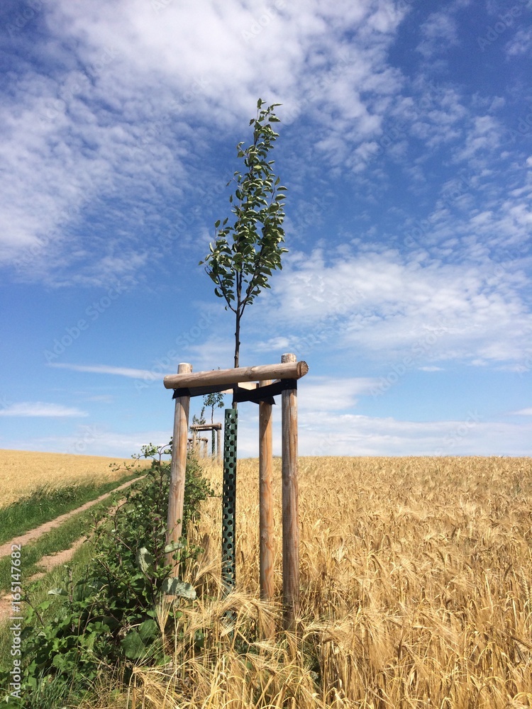 Junge Bäume am Feldweg