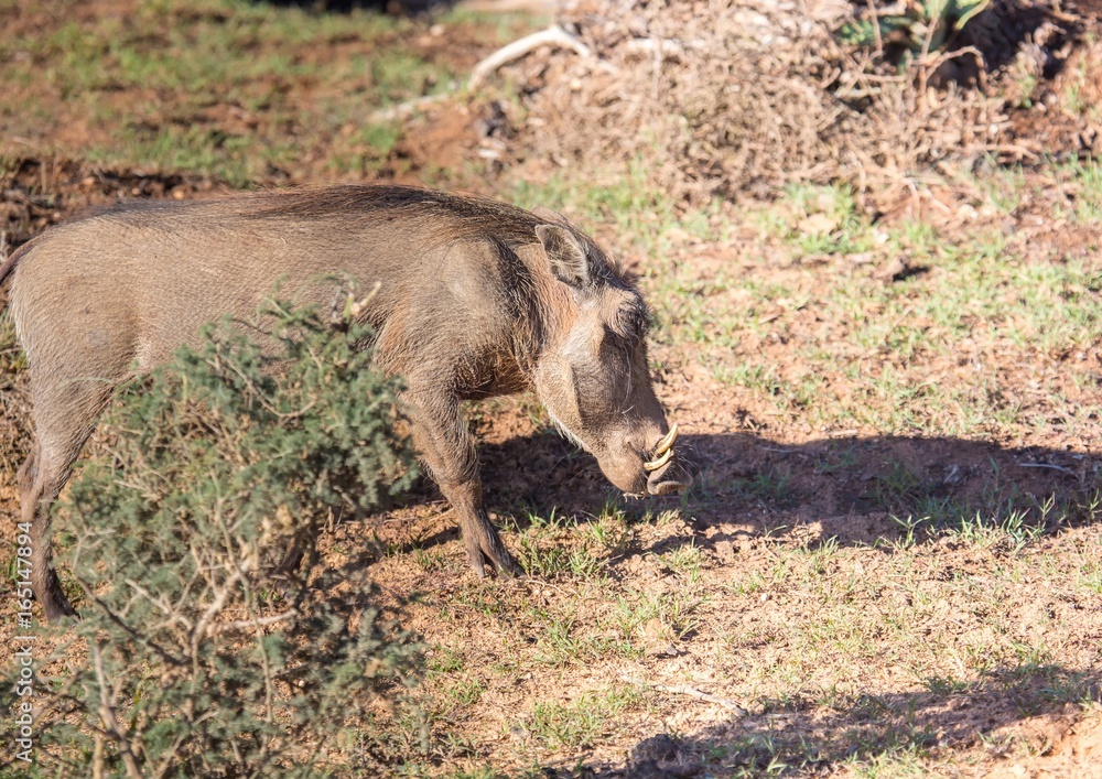 Warthog is searching for food at Addo Elephant Park Warthog is searching for food at Addo Elephant Park