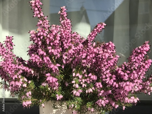 Fleur-Flower