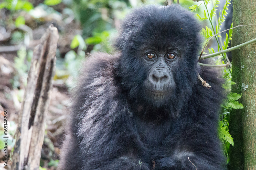 The intense eyes of a baby mountain gorilla at Volcanoes National Park, Rwanda
