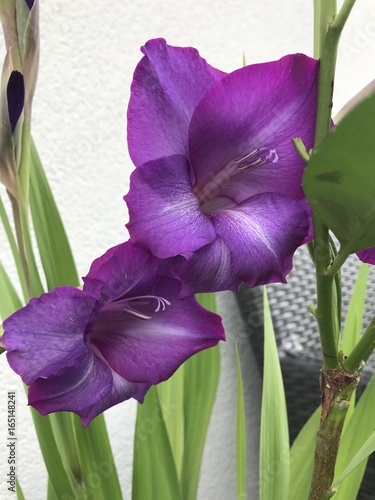 Fleur-Flower