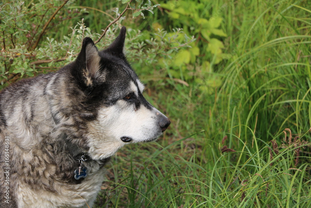 Husky Dog Husky Dog