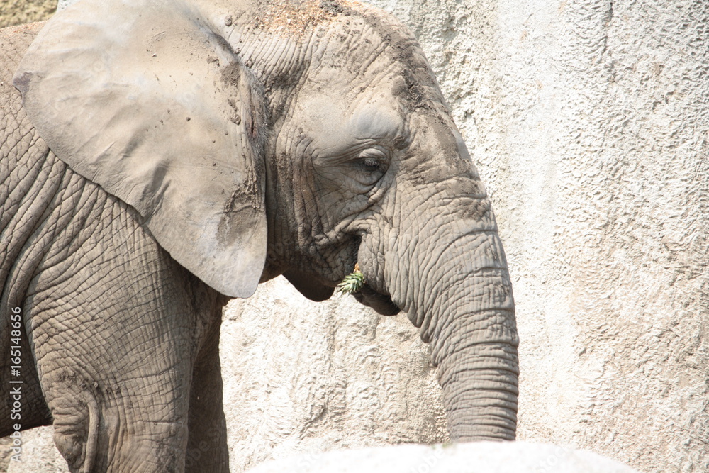 Fototapeta premium Elephant