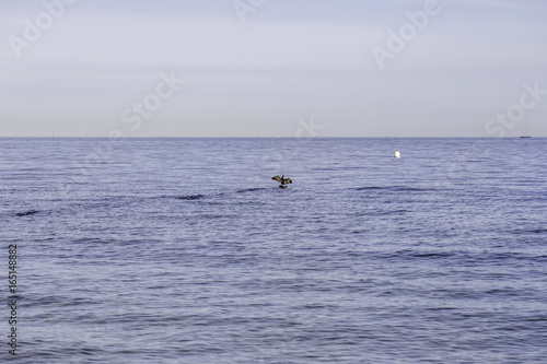 Kormoran auf einer Bune in der Ostsee