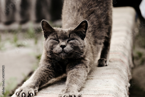 Liaise cat