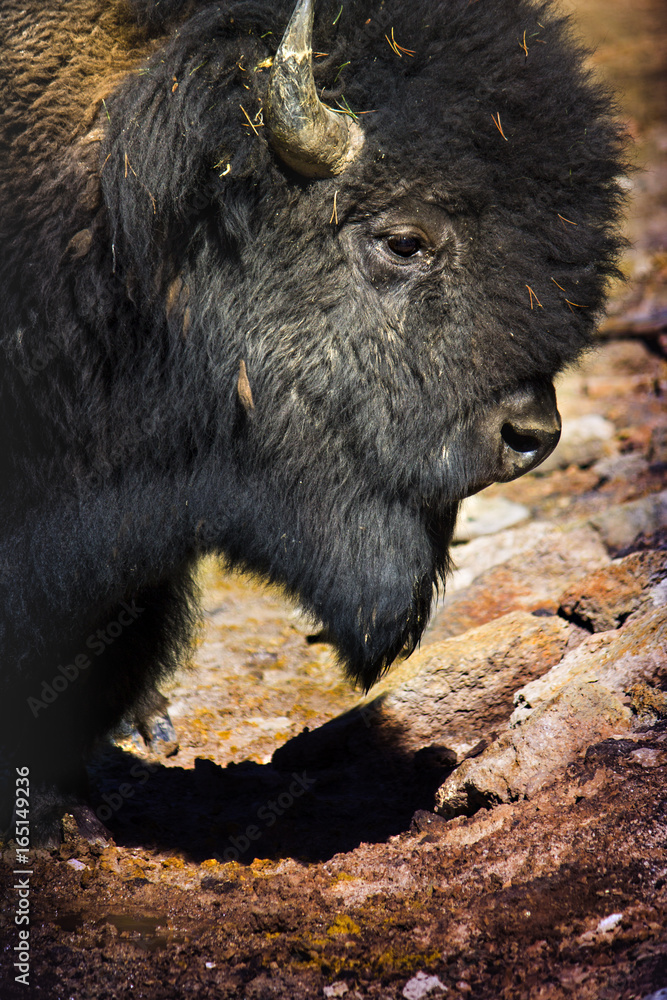 Fototapeta premium bisonte