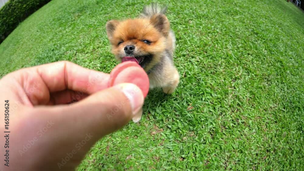 Hungry Pomeranian Dog Walking On Green Grass And Chasing Cookie. Slow Motion. HD, 1920x1080. Hungry Pomeranian Dog Walking On Green Grass And Chasing Cookie. Slow Motion. HD, 1920x1080.