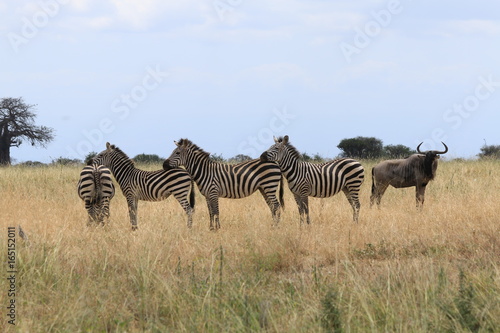 Z  bres ensemble et buffle dans le parc du Tarangire  Tanzanie