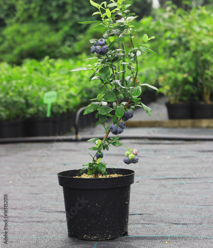Blueberry plant with fruits in the nursery in garden centre