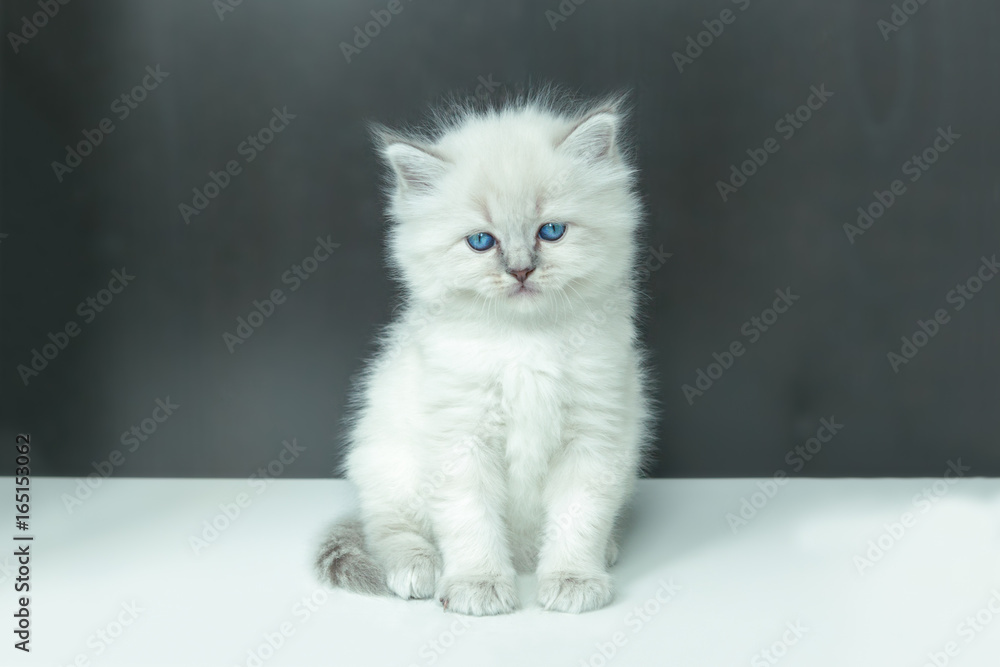 Portrait of white Kitten.