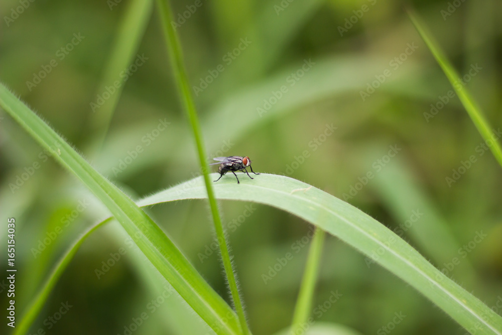 Flies on green grass Flies on green grass