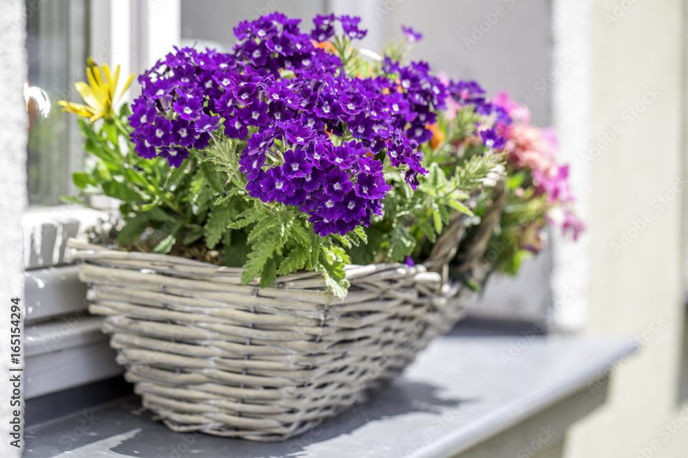 Blumen auf einer Fensterbank Blumen auf einer Fensterbank
