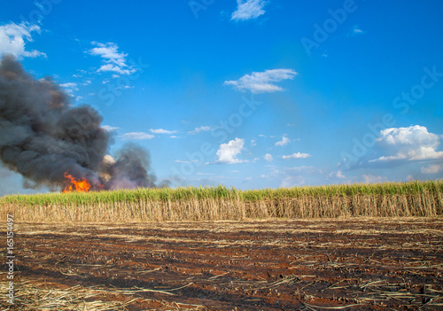 sugar cane plantation and fire