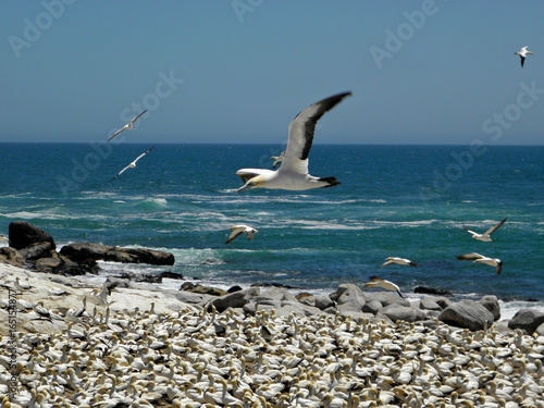 Gannet Fou de Bassan