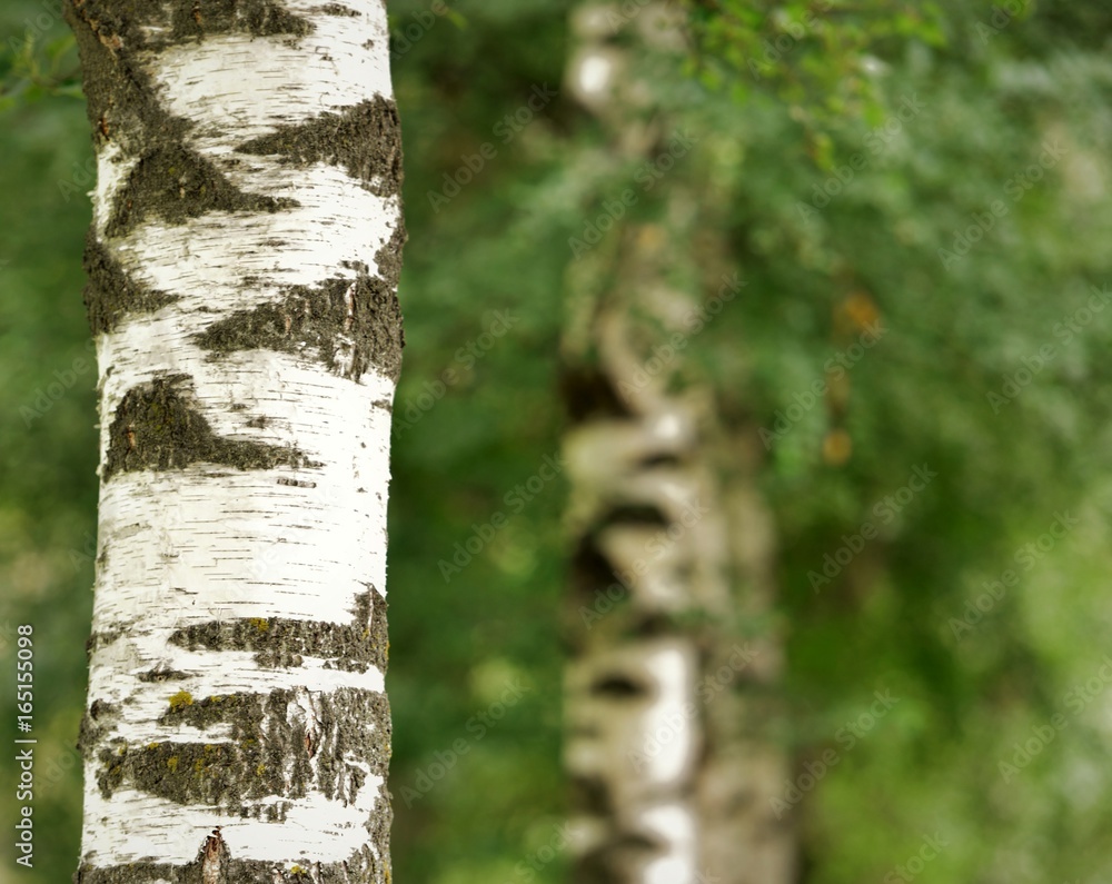 Naklejka premium bouleau