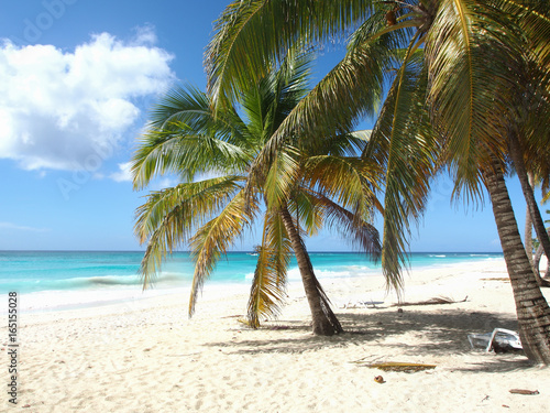tropical island beach with palmtrees © Catalin Chitucea