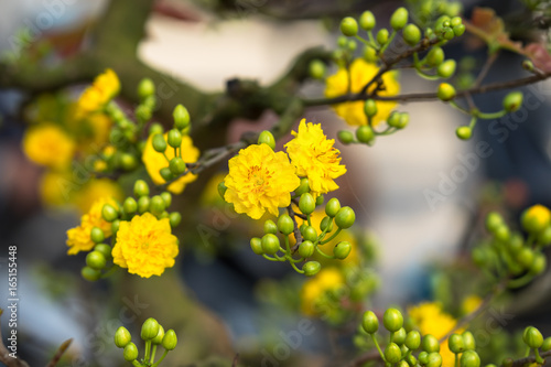 Yellow apricot blossom