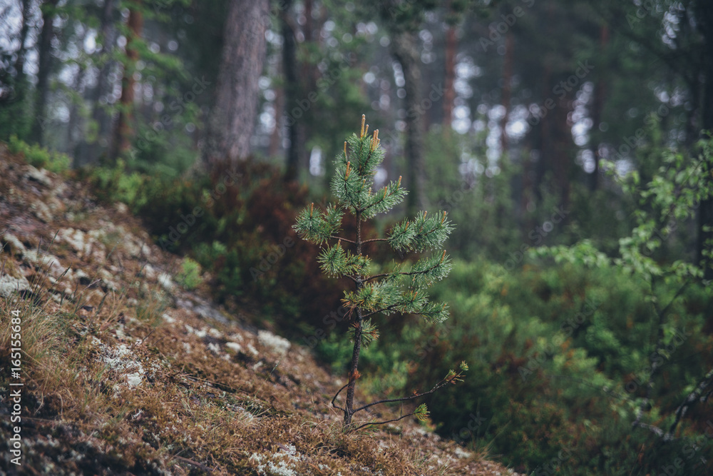 Little spruce on the slope in the forest in summer Little spruce on the slope in the forest in summer