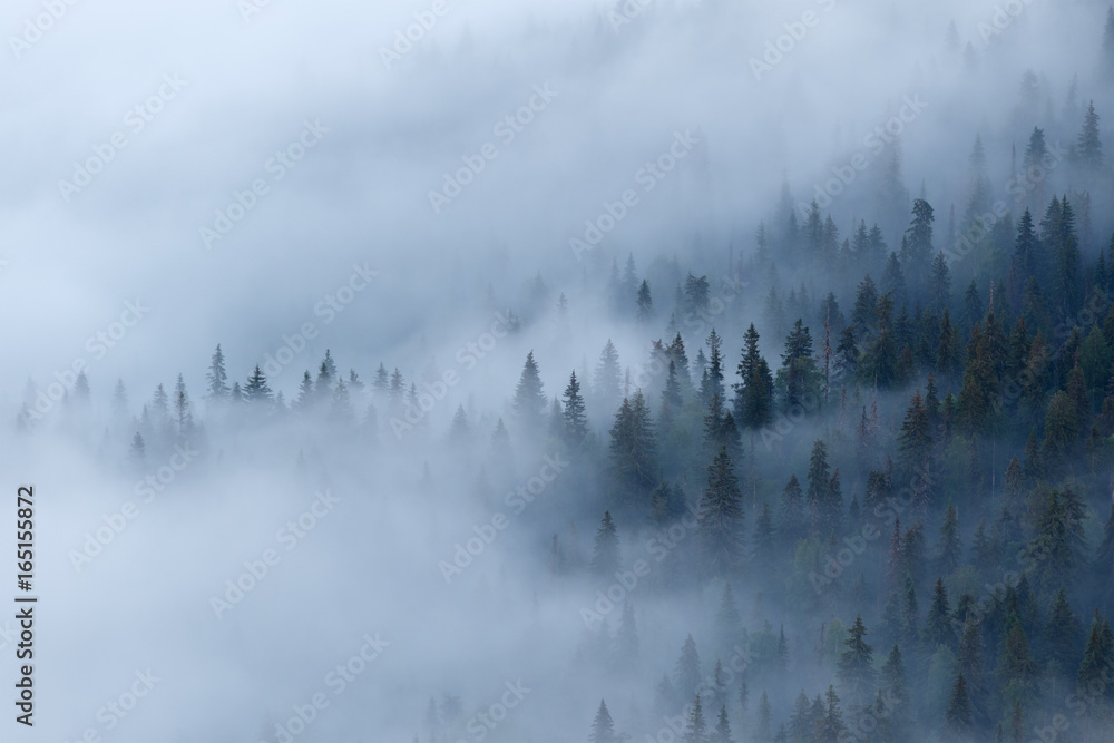 View of the misty forest