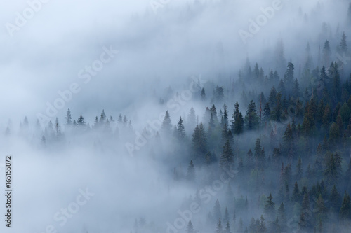 View of the misty forest © Opalev