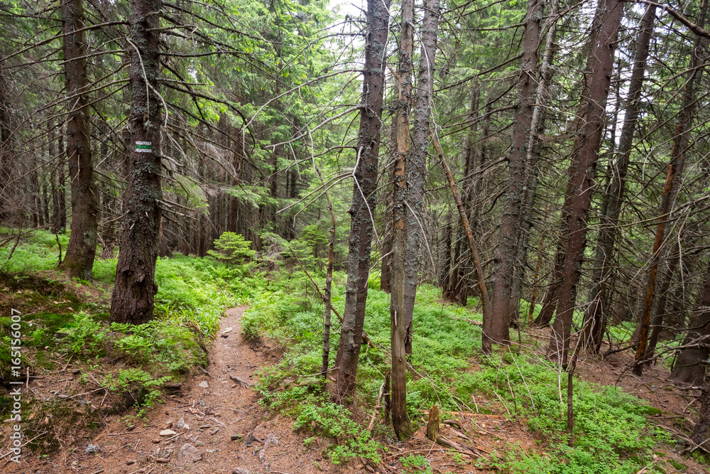 Fototapeta premium summer pine tree mountain forest