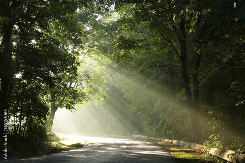 Rural road through the forest on a foggy morning 