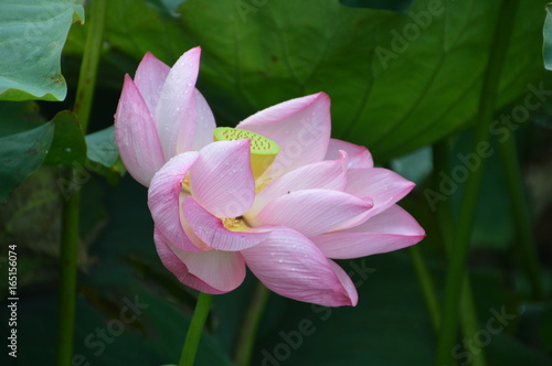 Japanese Water Lily In A Pond