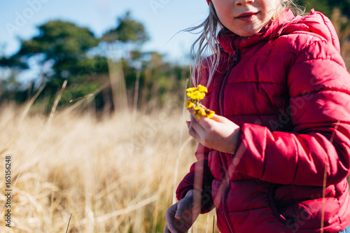 Girl picking coltsfoot flowers in the spring photo