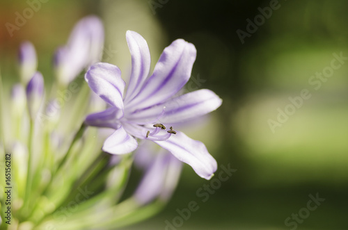 vibrant purple flower in summer garden, African lily in garden, Agapanthus africanus