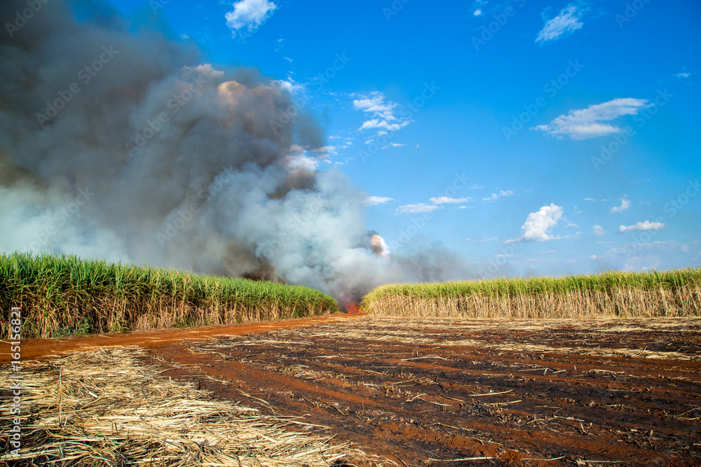 Fototapeta premium sugar cane plantation and fire