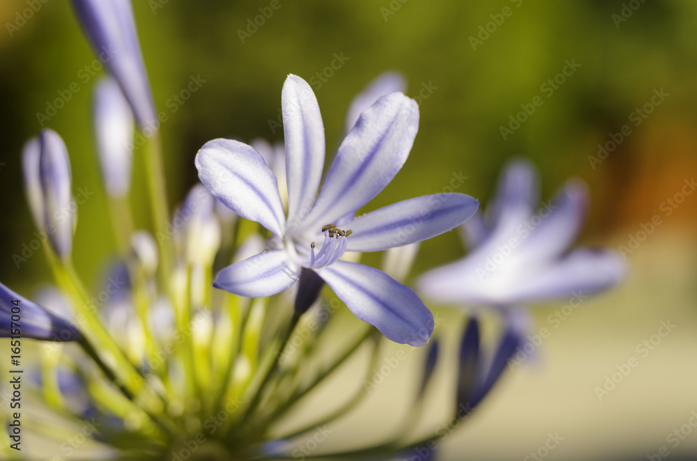 Naklejka premium vibrant purple flower in summer garden, African lily in garden, Agapanthus africanus