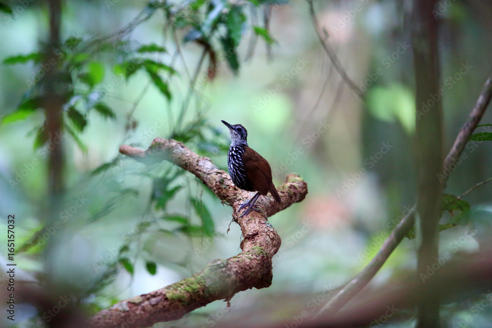 Bornean wren-babbler (Ptilocichla leucogrammica) in Borneo Bornean wren-babbler (Ptilocichla leucogrammica) in Borneo