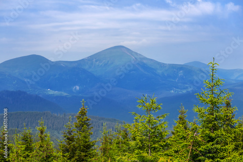 Fototapeta Naklejka Na Ścianę i Meble -  green fir tree forest on a blue mountains background