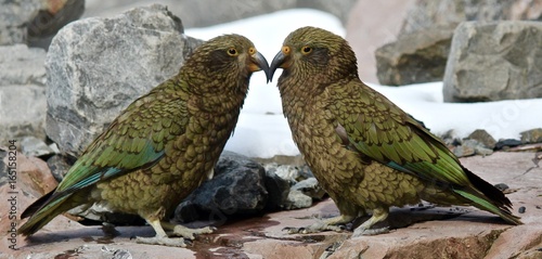 Love Birds (Keas)