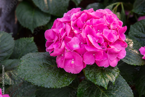 Purple Hydrangea flower (Hydrangea macrophylla) in the garden