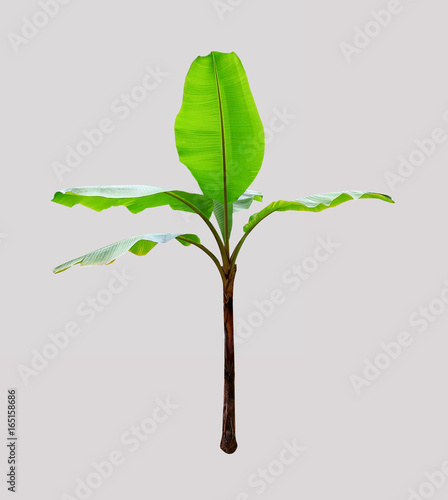 banana tree isolated on white background