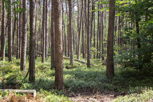 The Veluwe is the largest National Park in The Netherlands..