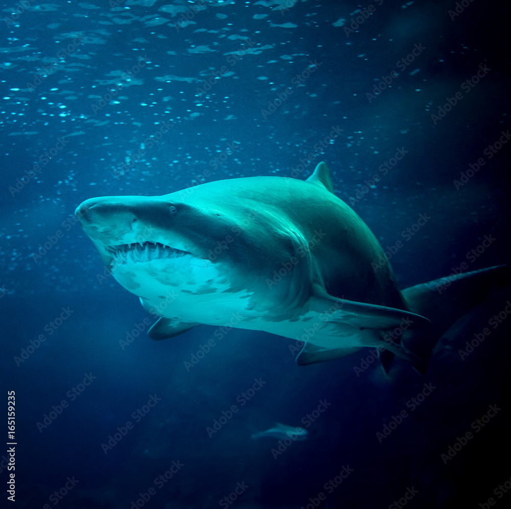 large shark under water in the sea at the surface Underwater Photo large shark under water in the sea at the surface Underwater Photo