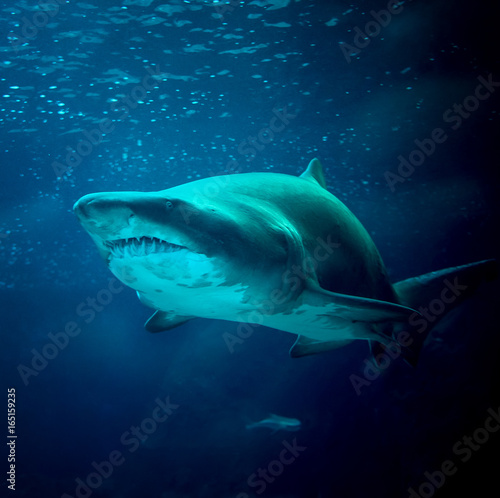 large shark under water in the sea at the surface Underwater Photo