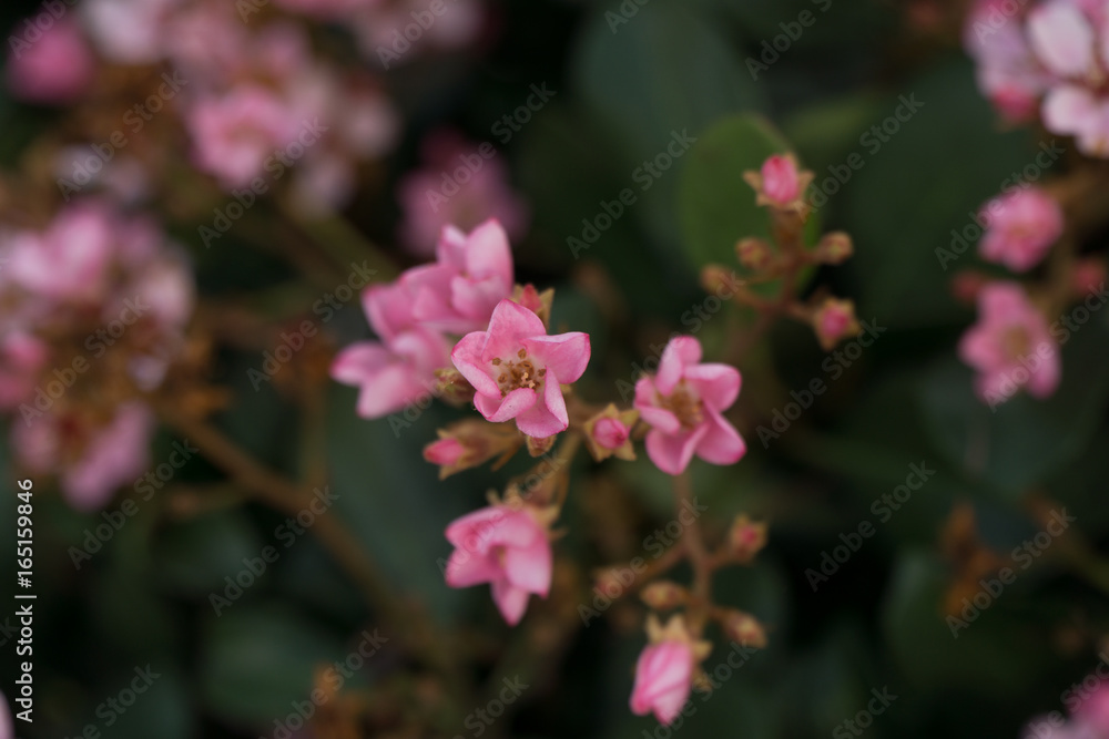 white and pink flower cluster bush close up white and pink flower cluster bush close up