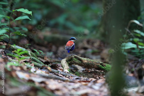 Blue-headed pitta (Hydrornis baudii) male in Danum Valley, Sabah, Borneo, Malaysia