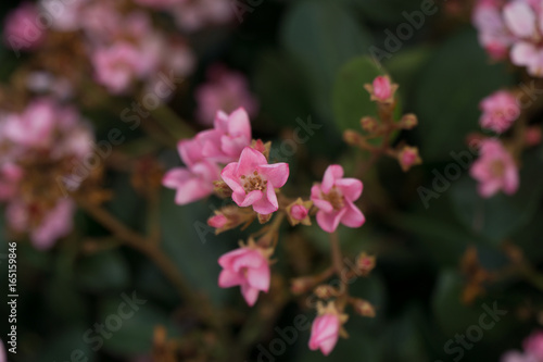 Fototapeta Naklejka Na Ścianę i Meble -  white and pink flower cluster bush close up
