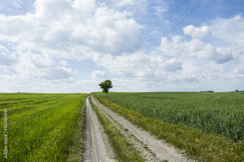Long dirt road  field and lonely tree