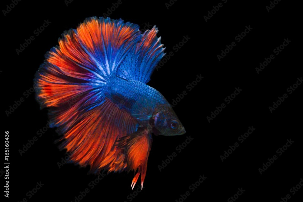 image of betta fish isolated on black background, action moving moment of Red Blue Rose Tail Betta, Siamese Fighting Fish