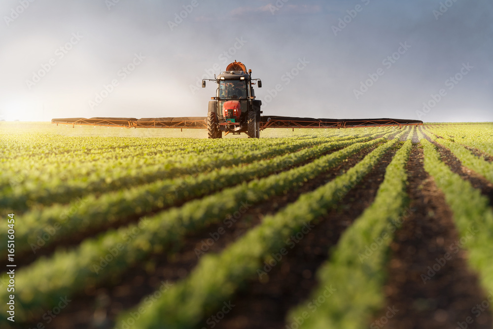 Fototapeta premium Tractor spraying soybean field