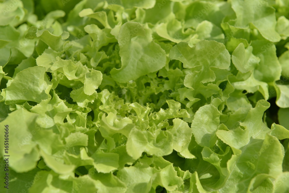 Hydroponic vegetable is planted in a garden Hydroponic vegetable is planted in a garden