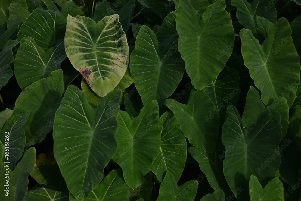 Fototapeta premium green leaves